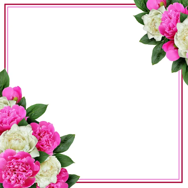 Pivoines roses et blanches arrangement d'angle des fleurs et un cadre — Photo