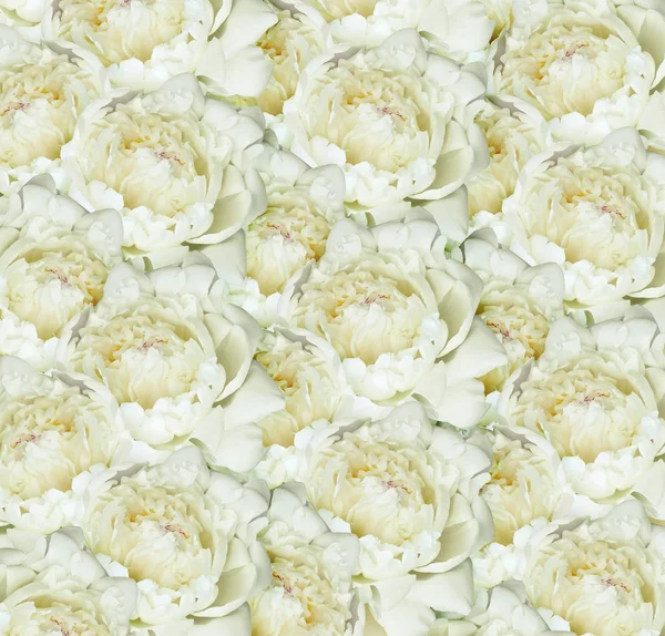 白牡丹の花背景 — ストック写真