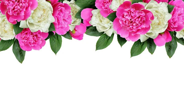 Pembe ve beyaz peonies çiçek başlığı — Stok fotoğraf