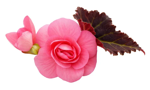 Pink begonia flowers arrangement — Stock Photo, Image