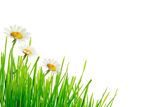 緑の草とデイジーの花コーナー — ストック写真