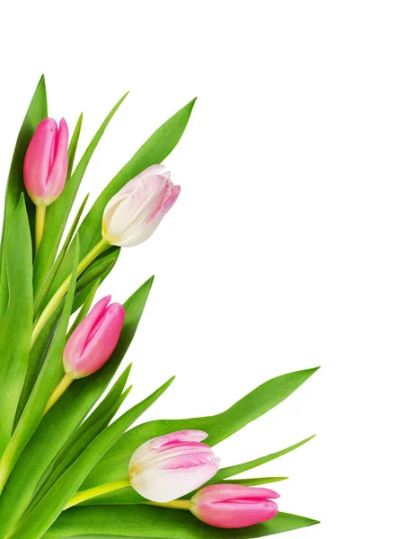 Pink and white tulip flowers corner — Stock Photo, Image