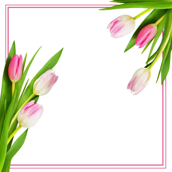 Coins de fleurs de tulipes roses et blanches et cadre — Photo