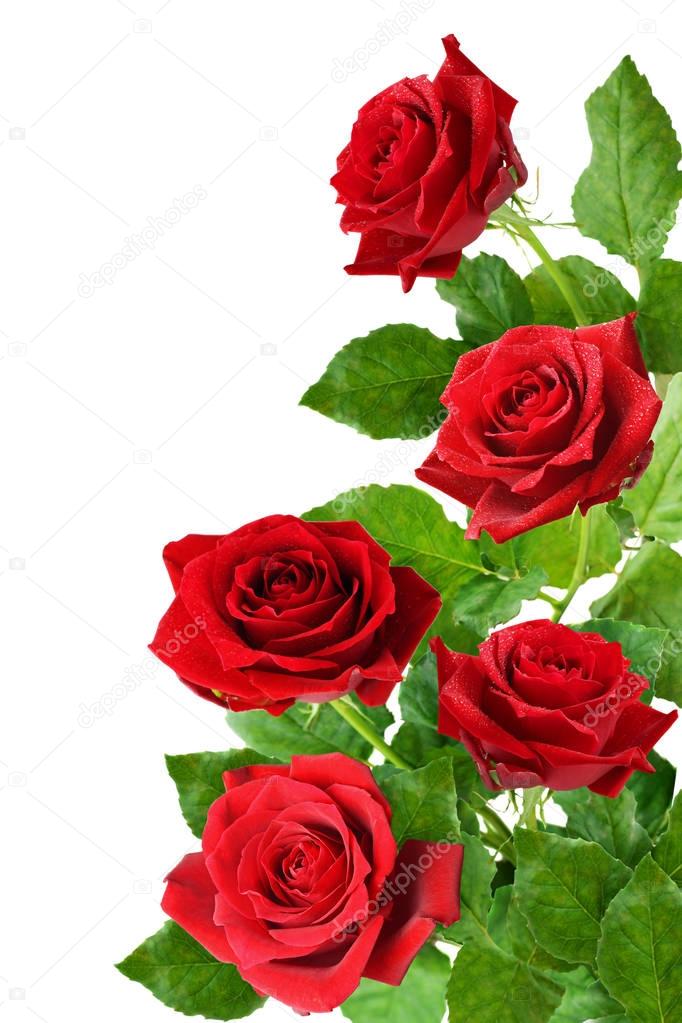 Three red rose flowers in a corner
