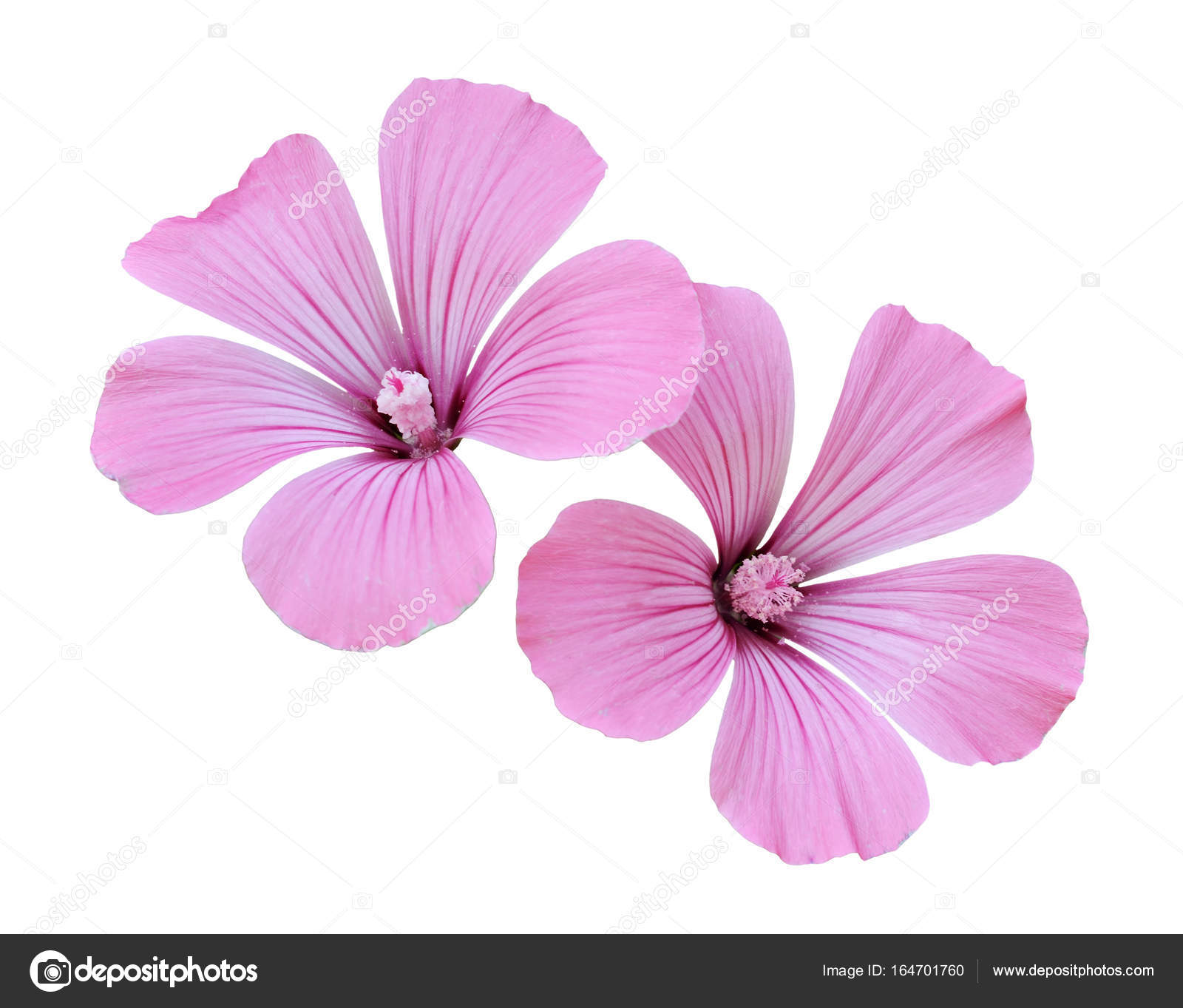Duas Flores De Rosa Stock Photo C Ksushsh 164701760