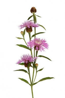 Thistle çiçek ve tomurcukları buket pembe