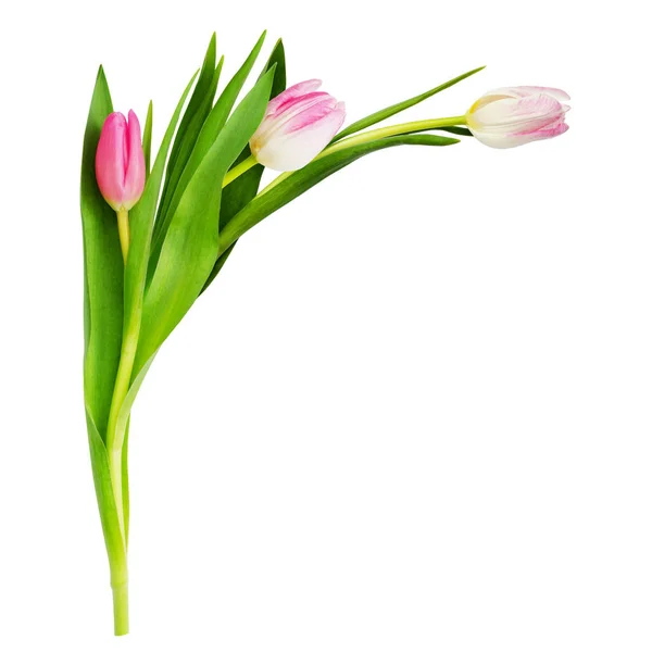 Three pink tulip flowers in a corner arrangement — Stock Photo, Image