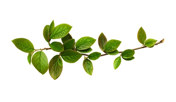 Frische grüne Blätter am Zweig — Stockfoto