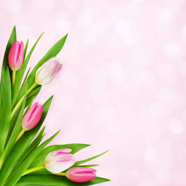 Roze en witte tulp bloemen achtergrond — Stockfoto