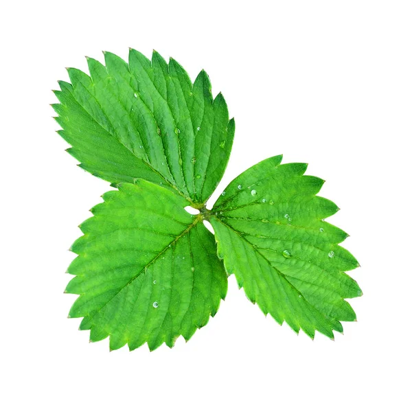 Closeup of strawberry leaves — Stock Photo, Image