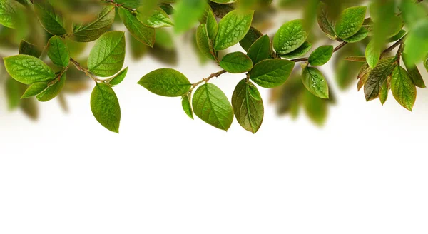 신선 한 녹색 잎의 배경 — 스톡 사진