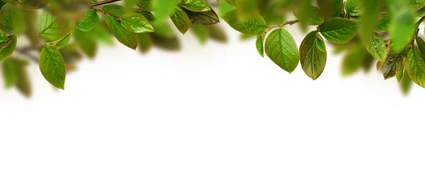 Encabezado de hojas verdes frescas — Foto de Stock