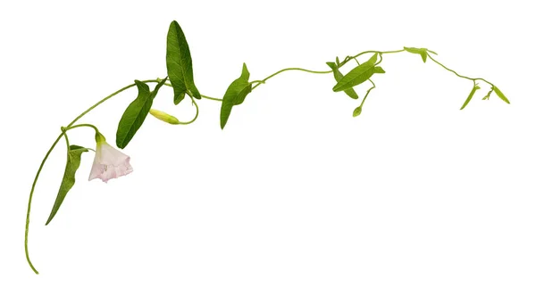 Ramoscello di bindweed con foglie verdi e fiori rosa — Foto Stock