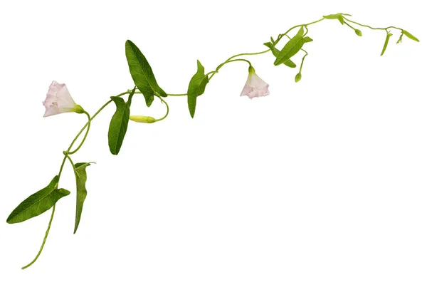 Bindweed flowers and leaves sprig — Stock Photo, Image