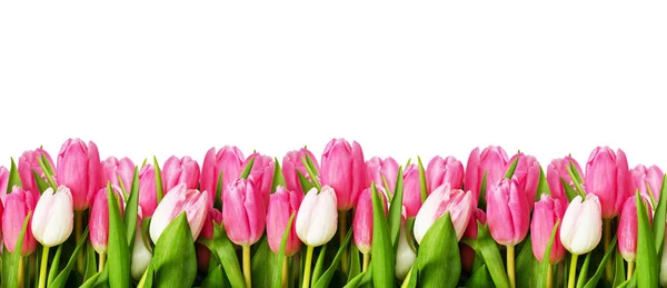 Ροζ tulip λουλούδια συνόρων — Φωτογραφία Αρχείου