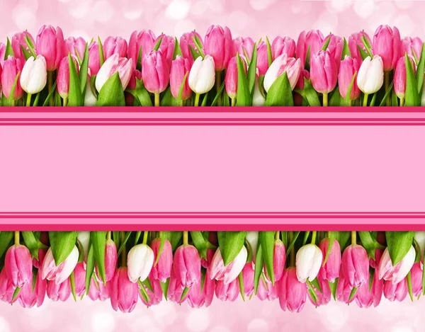 Tulipan różowy kwiaty granice i miejsca na tekst — Zdjęcie stockowe