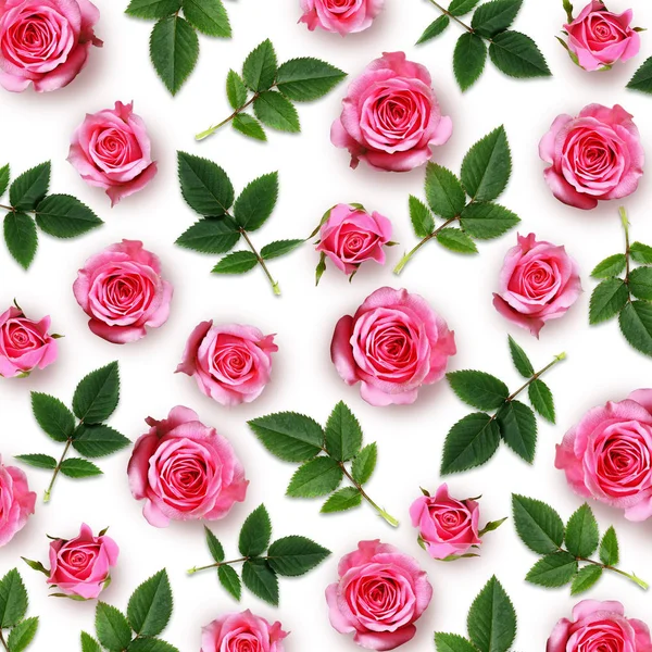 Roze roos-bloemen en bladeren achtergrond — Stockfoto