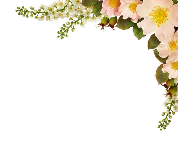 Wild rose flowers corner arrangement — Stock Photo, Image