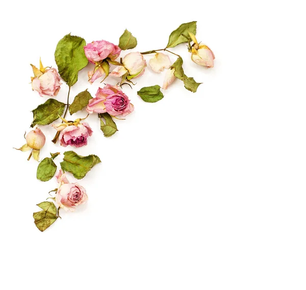 Dried pink dose flowers corner arrangement — Stock Photo, Image