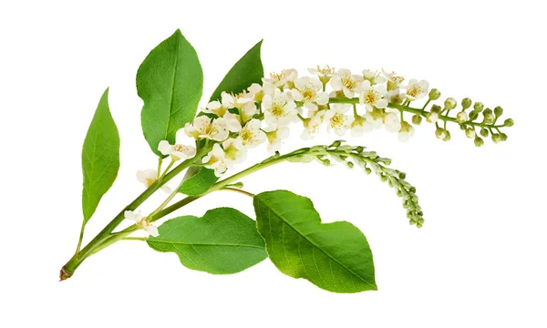 Closeup of bird-cherry leaves, flowers and buds — Stock Photo, Image