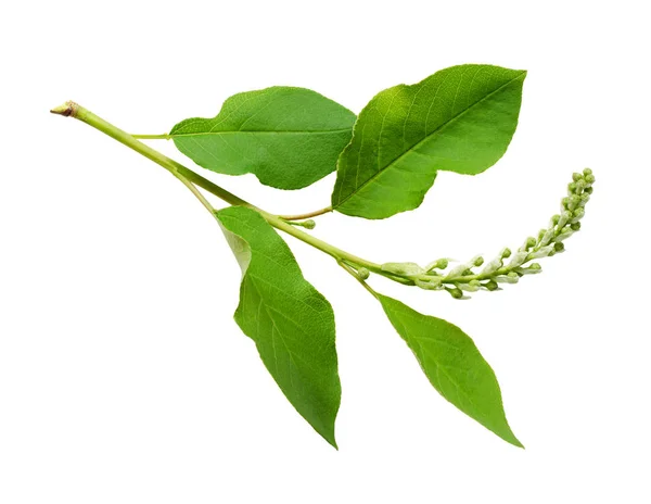 Closeup of bird-cherry leaves and buds — Stock Photo, Image