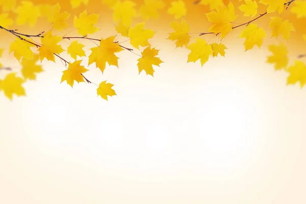 Φθινοπωρινά κλαδιά με κίτρινα φύλλα — Φωτογραφία Αρχείου