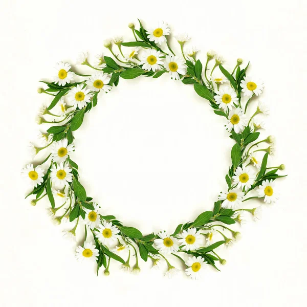 Daisy flowers round frame — Stock Photo, Image