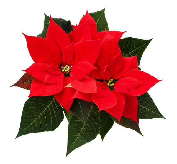 Крупный план красных рождественских пуансеттийских цветов — стоковое фото