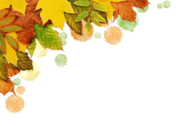 Podzimní pozadí s sušených listů a malování Blot v rohu Stock Obrázky
