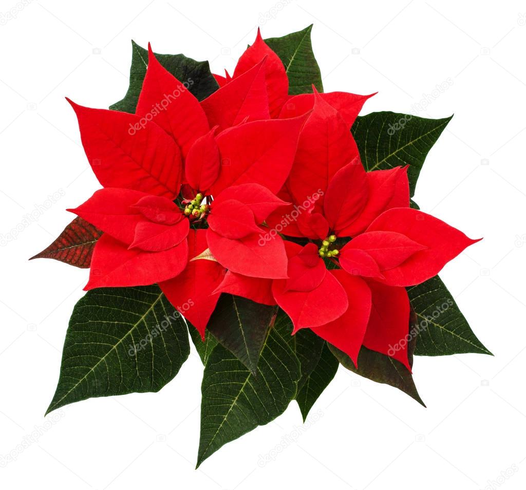 Closeup of red Christmas poinsettia flowers