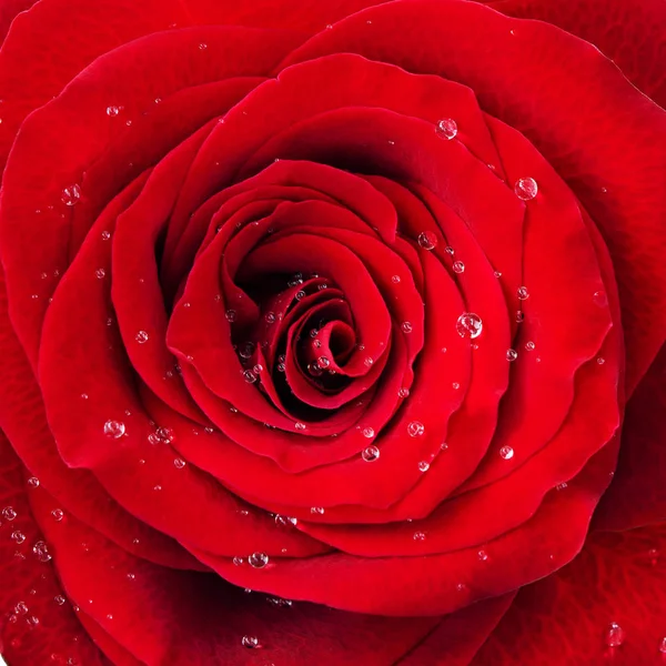 Flor de rosa vermelha com gotas de água — Fotografia de Stock