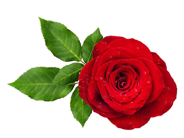 Ροζέτα κόκκινου τριαντάφυλλου με φύλλα — Φωτογραφία Αρχείου