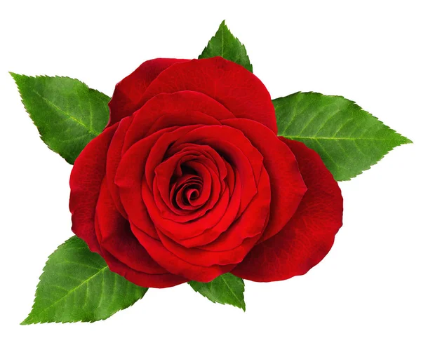 Red rose flower rosette with leaves — Stockfoto