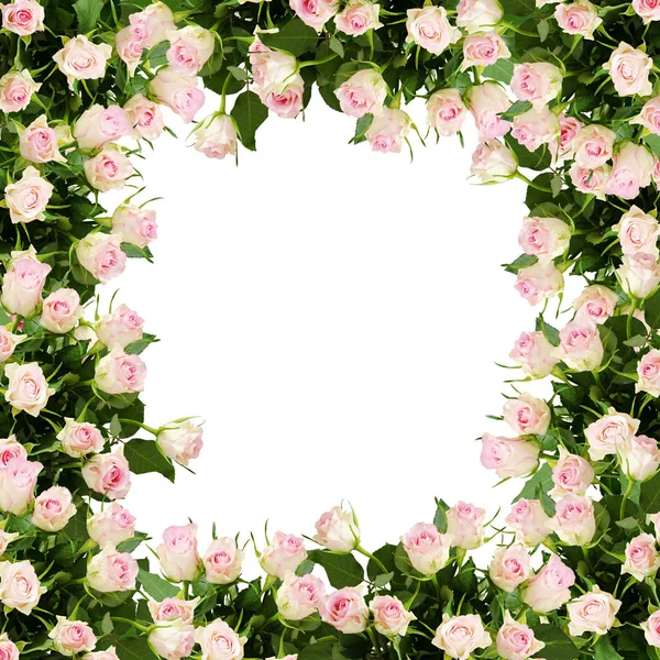 Beautiful rose flowers frame — Stockfoto