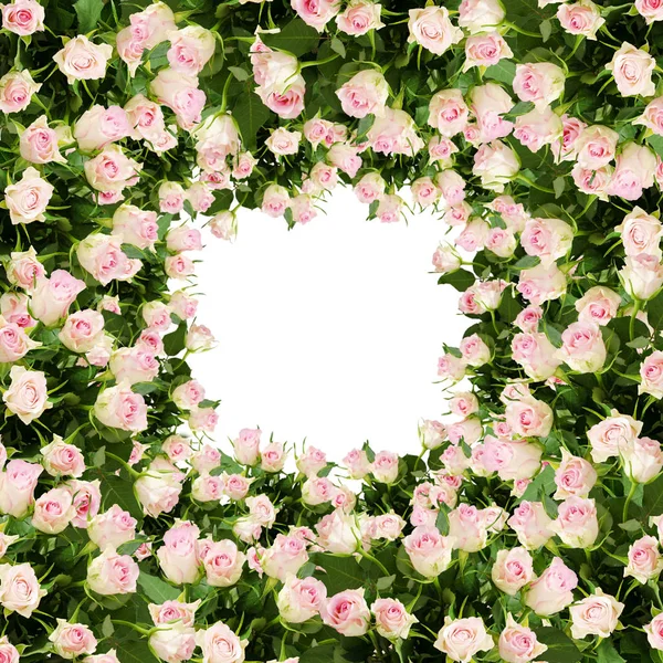 Beau cadre de fleurs roses — Photo