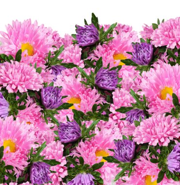 Pembe ve mor paskalya çiçekleri