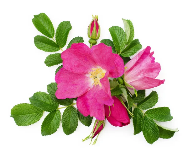 Wild rose flowers and buds arrangement — Stock Photo, Image