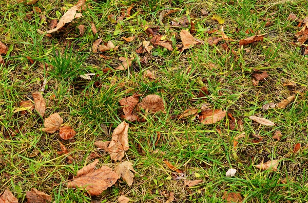 Erba verde e foglie secche cadute — Foto Stock