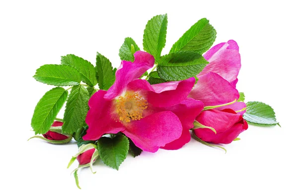 Flores y capullos de rosa de perro —  Fotos de Stock