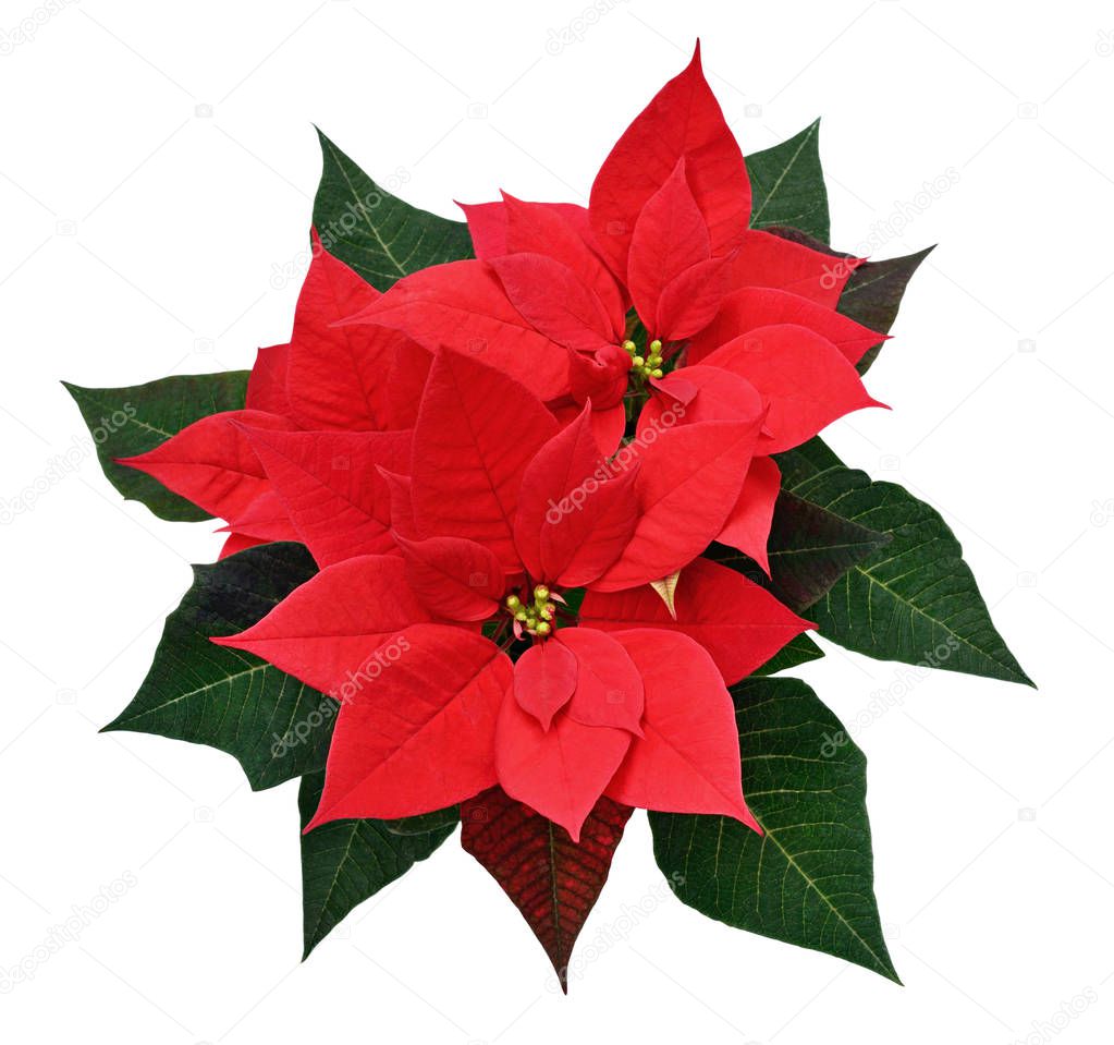 Red Christmas poinsettia flowers