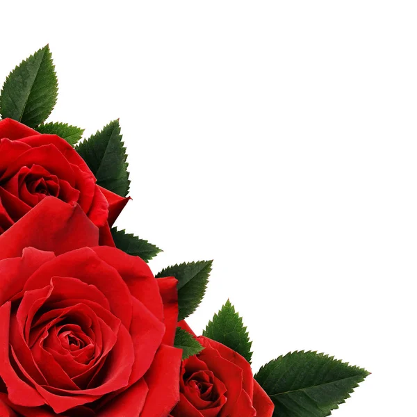 Röda rosenblommor corne — Stockfoto