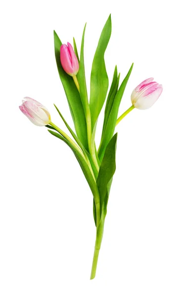 Pink and white tulip flowers arrangement — Stock Photo, Image