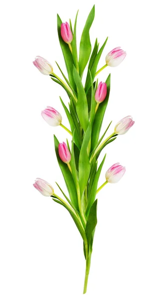 Susunan garis bunga tulip merah muda dan putih — Stok Foto
