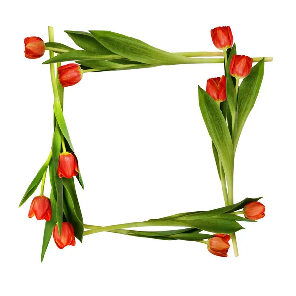 Red Tulip Flowers Frame Isolated White — Stock Photo, Image