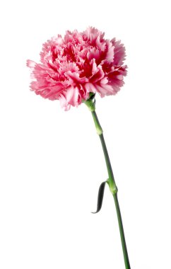 pembe karanfil izole