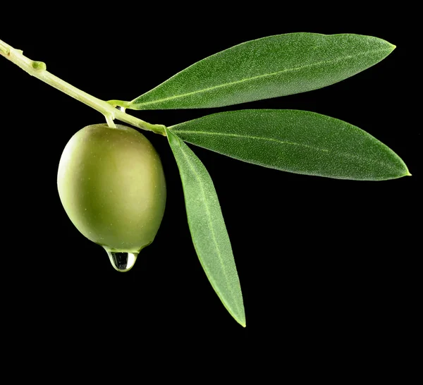 Olivenöl triefend — Stockfoto