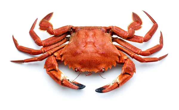 Necora,atlantic crab isolated — Stock Photo, Image