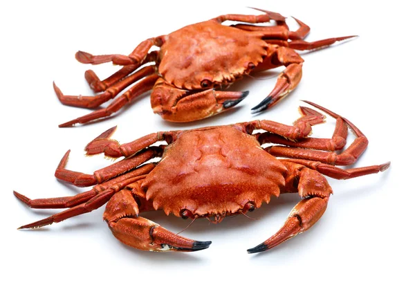 Necora crabs isolated — Stock Photo, Image