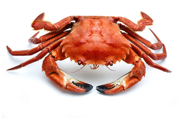 Atlantic necora crab isolated — Stock Photo, Image