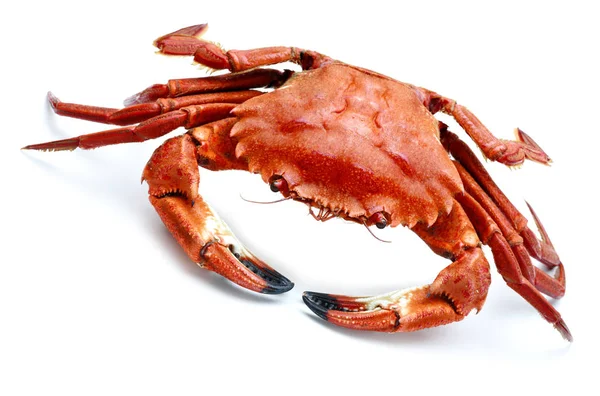 Atlantic necora crab isolated — Stock Photo, Image